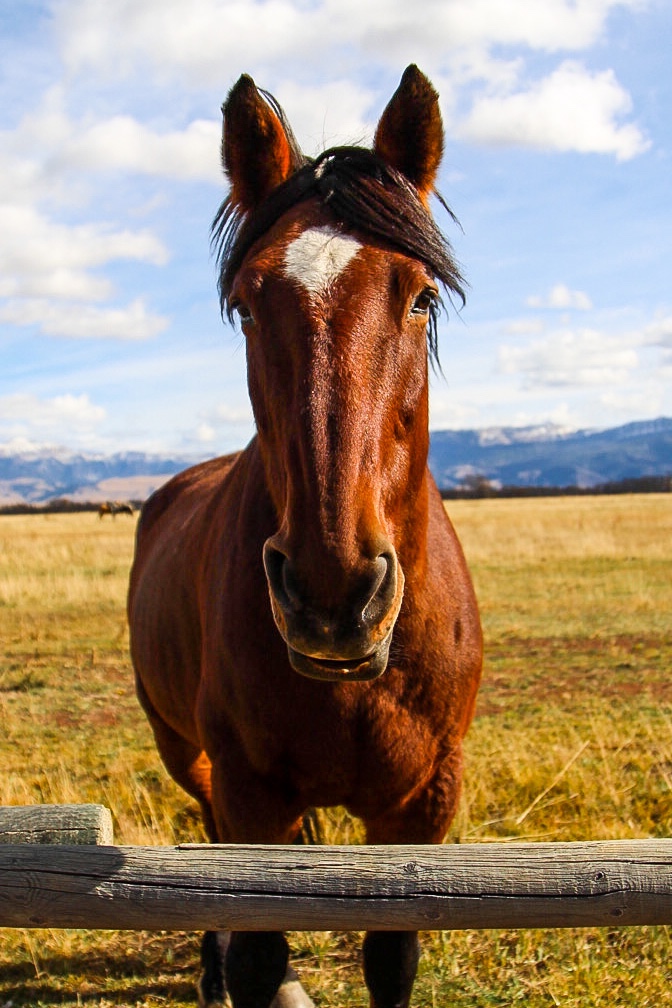 Grand Teton National Park, Jackson Hole Wyoming, Jackson Hole Resort, Mormon Barn, Grand Tetons, Yellowstone, The Ultimate Weekend in Jackson Hole, Wyoming (featuring Grand Teton National Park). Things to do in Jackson Hole, Skiing in Jackson Hole, Hikes in Grand Tetons National Park